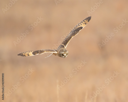 Short Eared Owl hunting over the prairie in Oklahoma