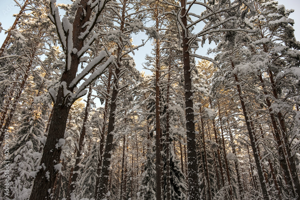 tree trunk wall in winter forest covered with snow and sun shining tree trunk wall in winter forest covered with snow and sun shining
