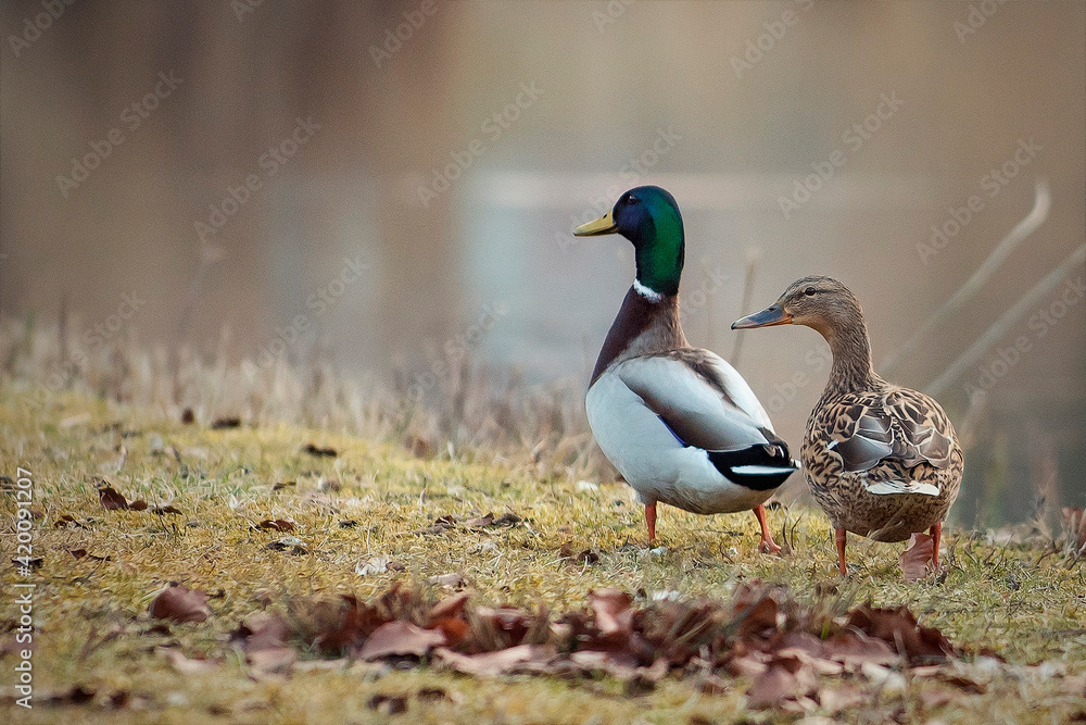 Fototapeta premium Enten