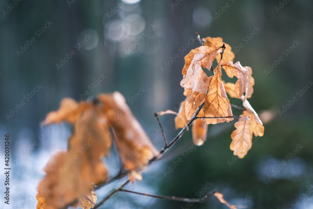 Fototapeta premium small tree branches and leaves frozen in winter with blur background