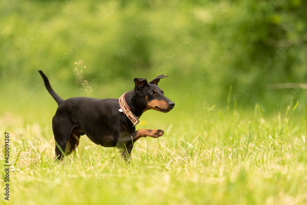 Beauty Manchester Terrier dog runs over a green meadow in spring
