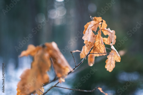 small tree branches and leaves frozen in winter with blur background