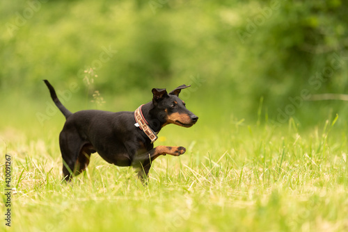 Beauty Manchester Terrier dog runs over a green meadow in spring