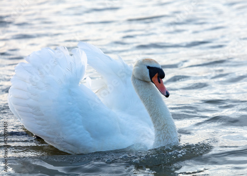 Mute Swan swimming on a pond.
