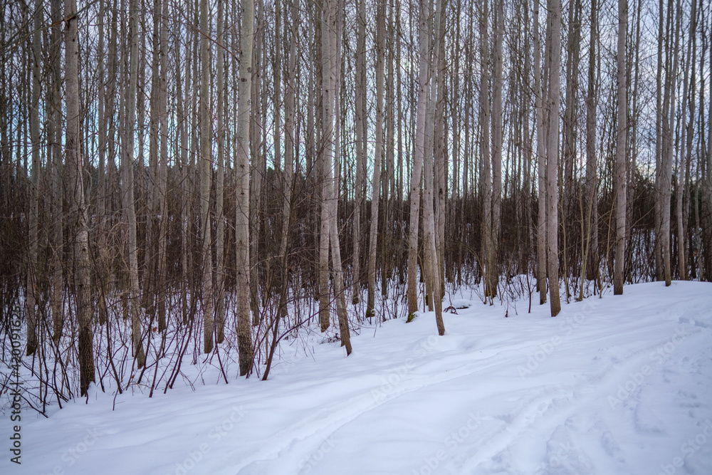 Fototapeta premium tree trunk wall in winter forest covered with snow and sun shining