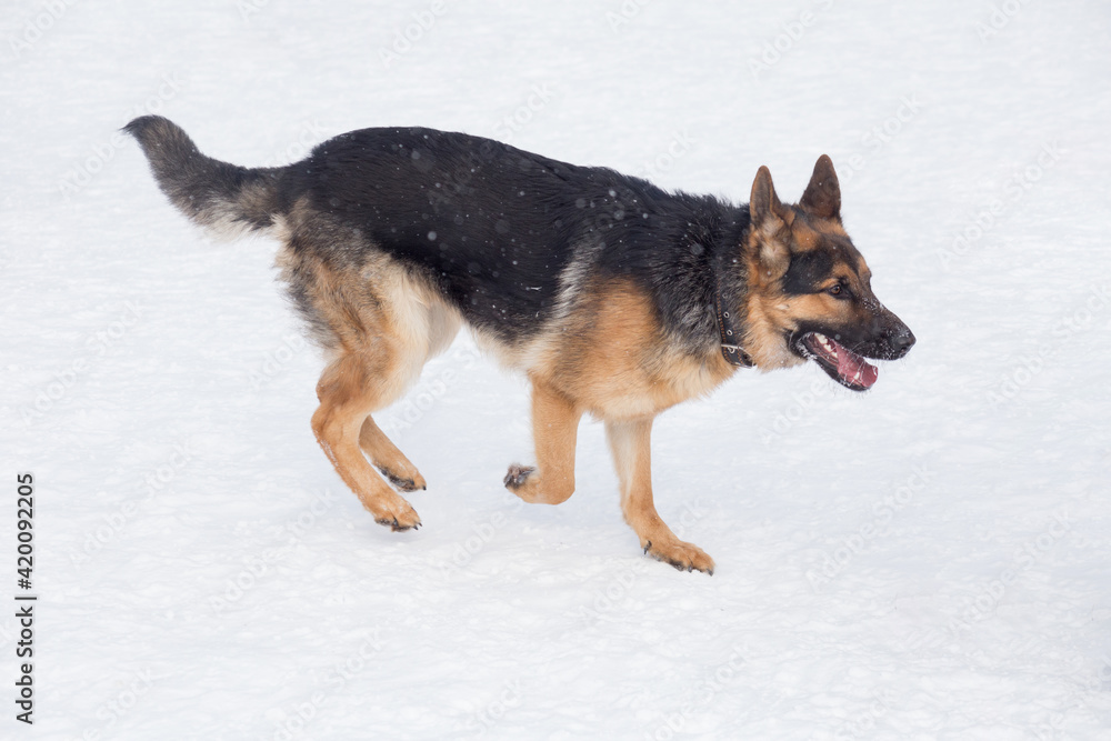 German shepherd dog puppy is running on white snow in the winter park. Pet animals. German shepherd dog puppy is running on white snow in the winter park. Pet animals.