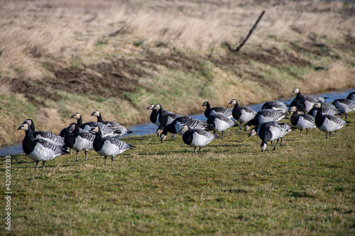 A lot of barnacle geese take a break in the Leyh  rn nature reserve