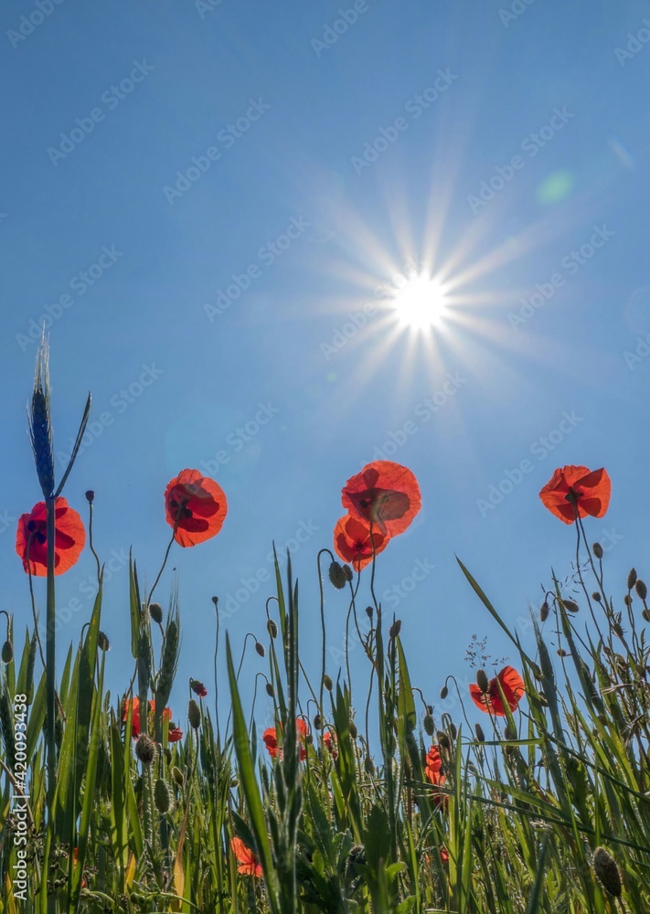 Obraz premium Mohn, sommer, Idstein, 