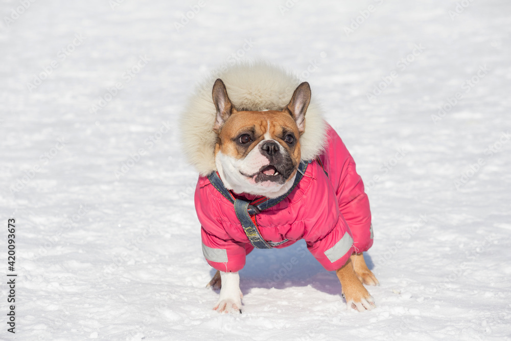 Cute french bulldog in beautiful pet clothing is standing on a white snow in the winter park. Pet animals.