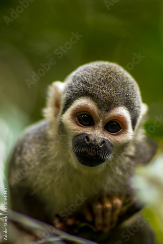 Squirrel monkey - Saimiri - Ecuadorian Amazon forest