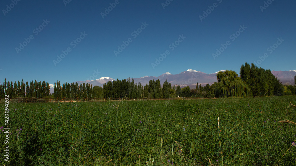 Grassland with small purple flowers along with trees and the Andes Mountains in the background in Barreal, Argentina.