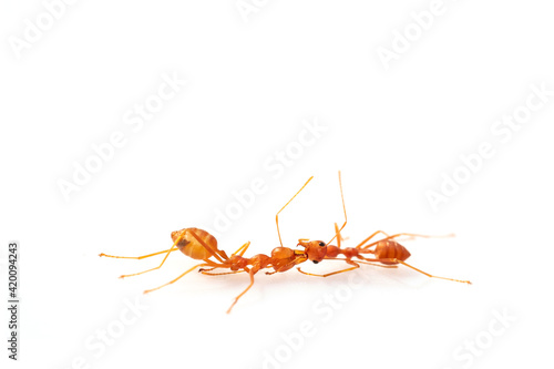 fighting, two ant fight,selective eyes focus, in high definition on white background, macro