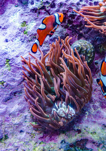 The ocellaris clownfish (Amphiprion ocellaris), Adventure Aquarium Camden