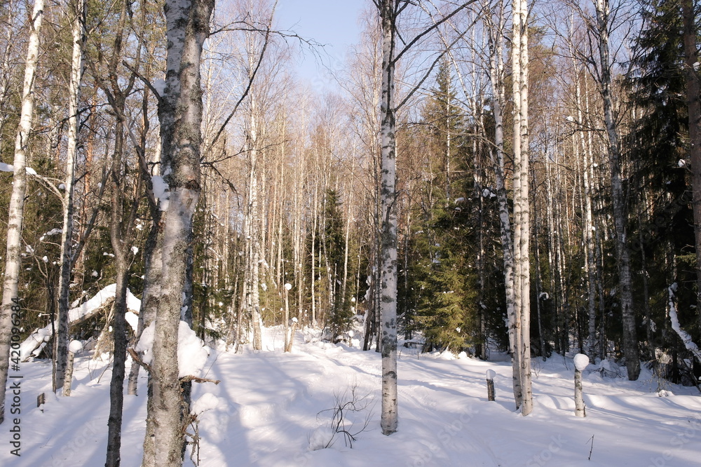 birch trees in the winter forest birch trees in the winter forest