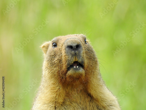Steppe marmot in summer, in the wild, on a clear sunny day in the field, in natural habitat, close-up, front view.