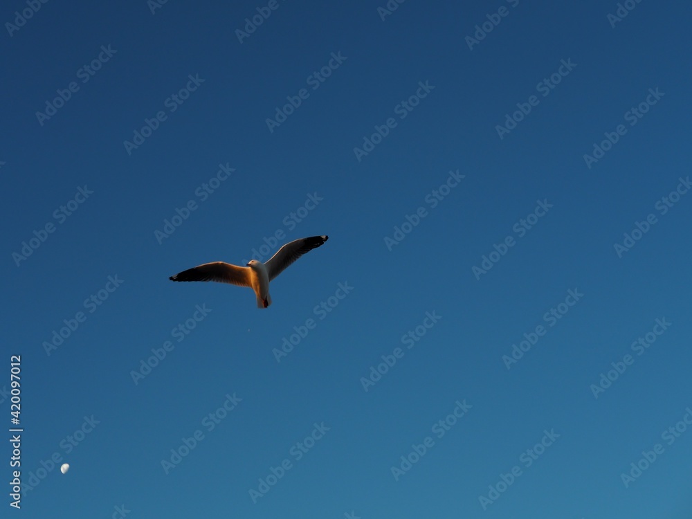 Obraz premium Seagull flying with moon in the background at Port Melbourne Beach in Australia