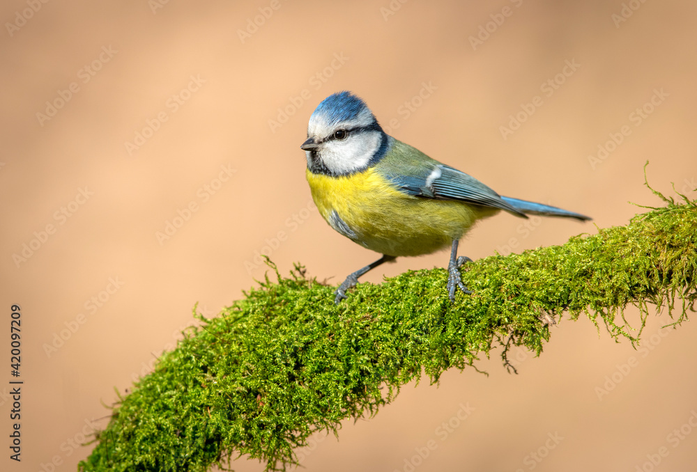 Obraz premium Blue tit ( Cyanistes caeruleus ) close up