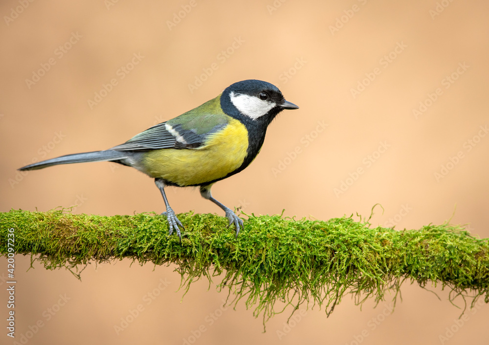 Fototapeta premium Great tit close up ( Parus major )