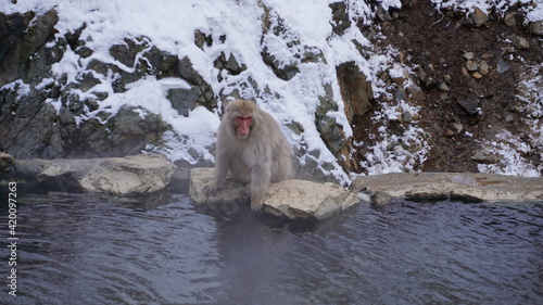 Photography monkey in onsen in Nagano Japan