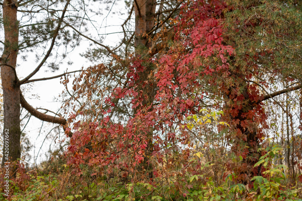 Colorful trees, tree trunks close-up. Idyllic fairy autumn landscape. Green, red, orange and yellow leaves. Natural pattern. Environmental conservation theme. Colorful trees, tree trunks close-up. Idyllic fairy autumn landscape. Green, red, orange and yellow leaves. Natural pattern. Environmental conservation theme.