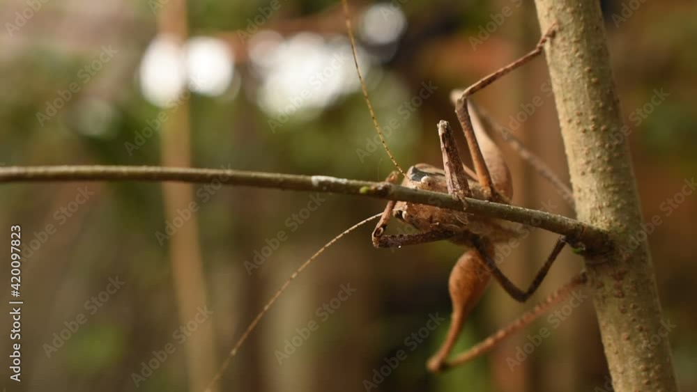 brown grasshopper hanging on tree in garden brown grasshopper hanging on tree in garden