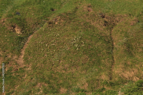 panorama of a green hill with green grass and a population of the plant anemone dubravnaya photo