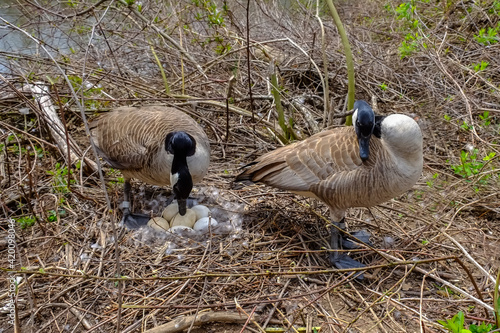 Canada goose  Male and female goose on a nest with eggs on an island among trees photo