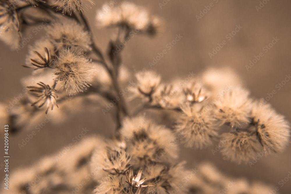 Dried flowers close up. Soft focus. Natural wallpaper. Vertical photo.