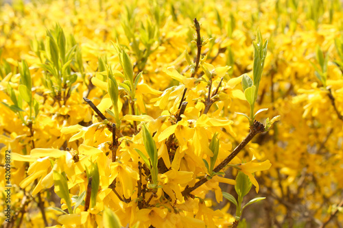 Blooming Forsythia Lynwood Gold branches, yellow flowers spring background  Royalty Free Stock images