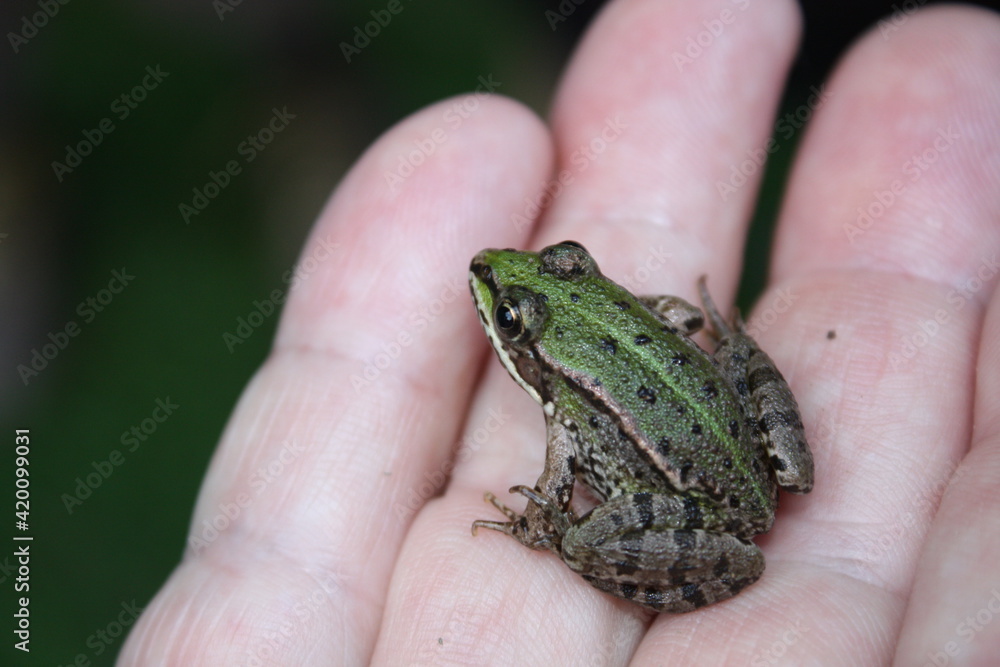 People who has in his hand a little cute green frog macro - The charming prince People who has in his hand a little cute green frog macro - The charming prince