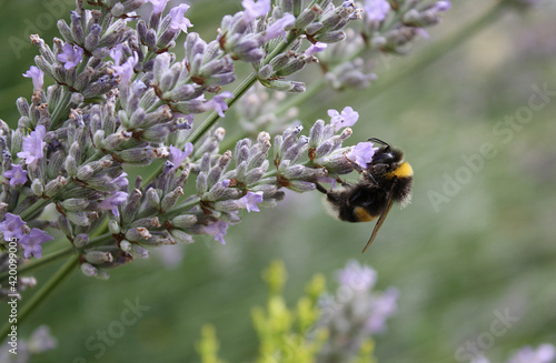 Fototapeta Naklejka Na Ścianę i Meble -  Orange and black bumblebee gather nectar in a purple flower of lavender in the fields