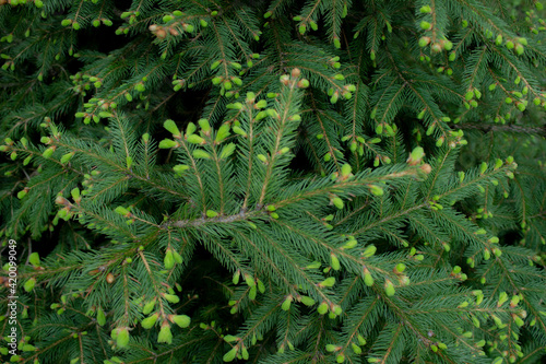 Fir tree young light green branches macro. Christmas tree