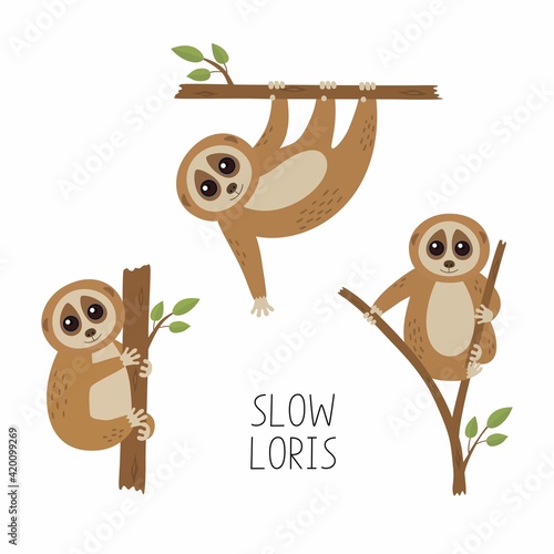 Set of loris on tree branches. Cute lorises vector illustration collection.