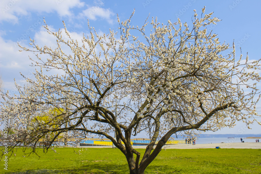Fruit cherry tree blooming in park with green grass near river Fruit cherry tree blooming in park with green grass near river