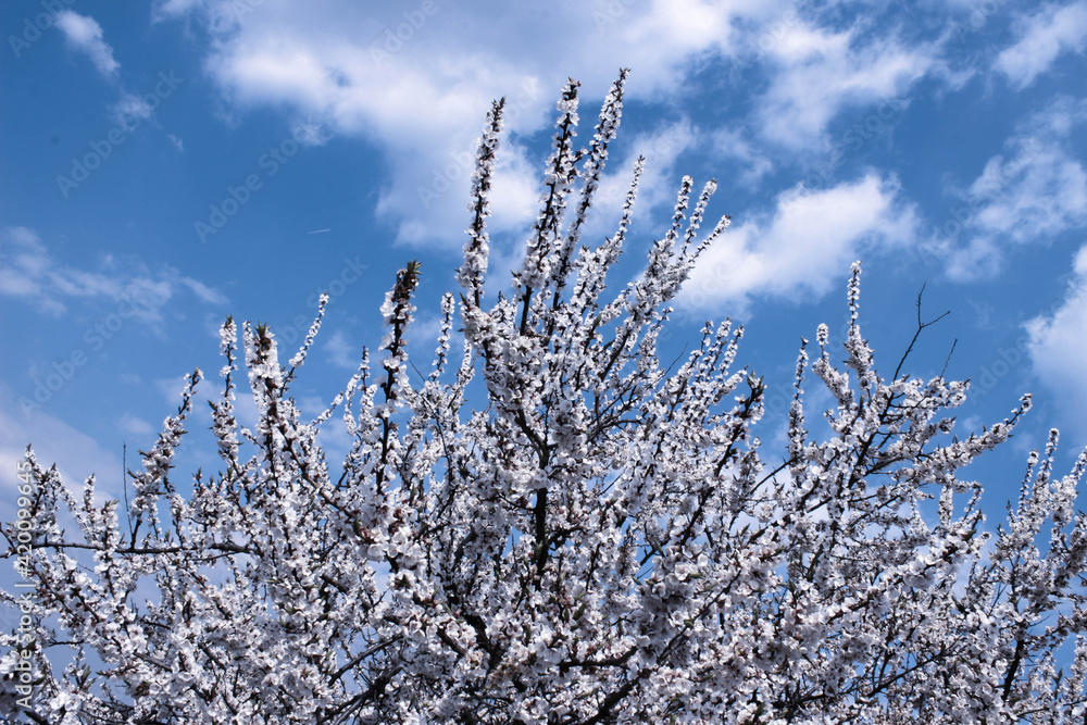 Cherry tree blossom on spring blue cloudy sky backdrop Cherry tree blossom on spring blue cloudy sky backdrop