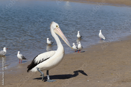 Fototapeta Naklejka Na Ścianę i Meble -  pelicans on the shore