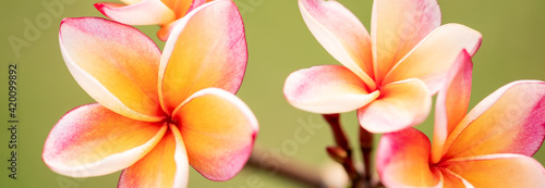 Concept nature view of White and pink leaf on blurred greenery background in garden and sunlight with copy space using as background natural green plants landscape  ecology  fresh wallpaper.