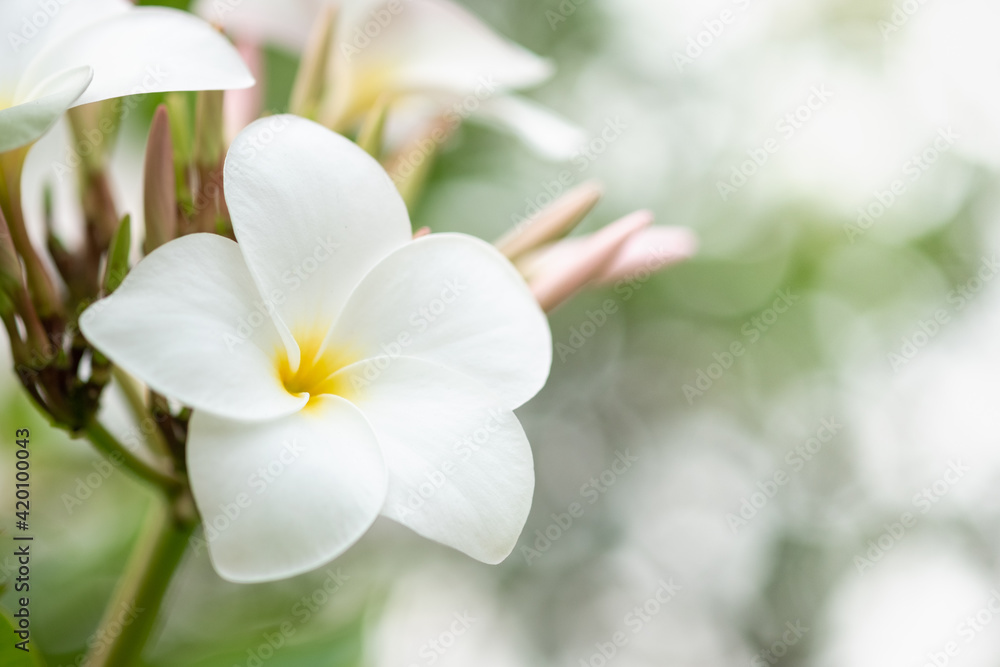 Concept nature view of White leaf on blurred greenery background in garden and sunlight with copy space using as background natural green plants landscape, ecology, fresh wallpaper. Concept nature view of White leaf on blurred greenery background in garden and sunlight with copy space using as background natural green plants landscape, ecology, fresh wallpaper.