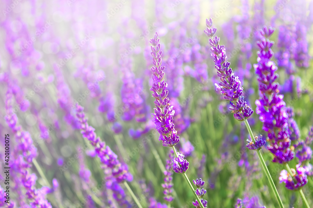 Obraz premium Blooming lavender field, natural background with flowering lavender