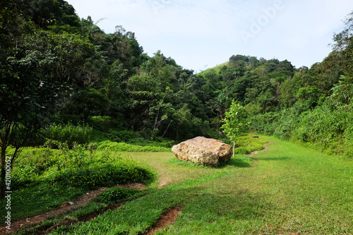The rocky on the grass in the tropical forest and jungle on the mountain of Thailand