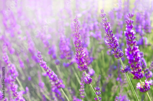Blooming lavender field  natural background with flowering lavender