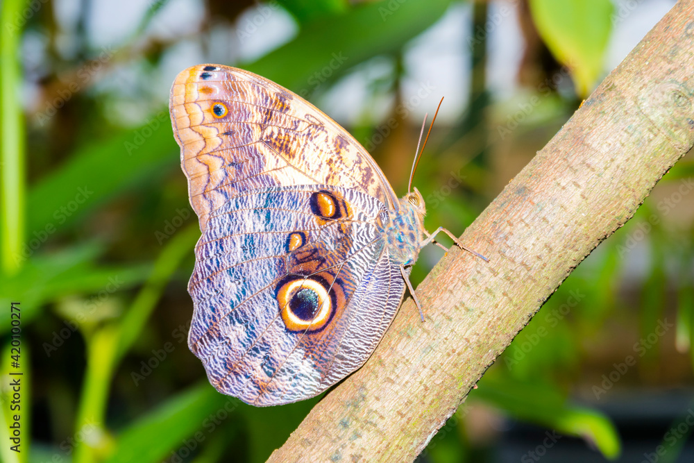 Fototapeta premium Forest giant owl butterfly on a tree branch
