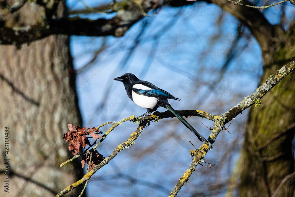Eurasian or common magpie on a branch Eurasian or common magpie on a branch