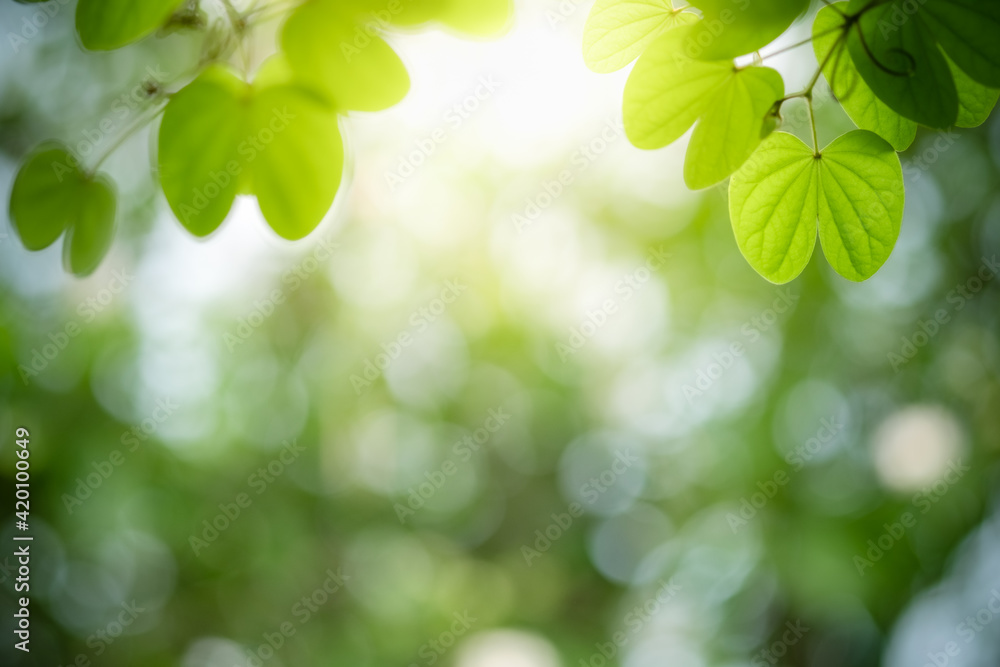 Concept nature view of green leaf on blurred greenery background in garden and sunlight with copy space using as background natural green plants landscape, ecology, fresh wallpaper. Concept nature view of green leaf on blurred greenery background in garden and sunlight with copy space using as background natural green plants landscape, ecology, fresh wallpaper.