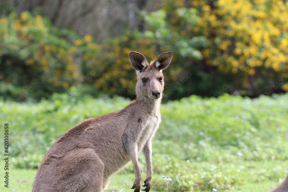 Fototapeta premium kangaroo with baby