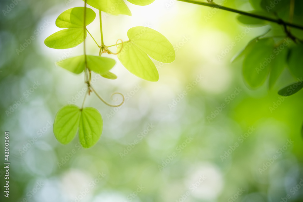 Concept nature view of green leaf on blurred greenery background in garden and sunlight with copy space using as background natural green plants landscape, ecology, fresh wallpaper. Concept nature view of green leaf on blurred greenery background in garden and sunlight with copy space using as background natural green plants landscape, ecology, fresh wallpaper.