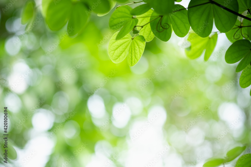 Concept nature view of green leaf on blurred greenery background in garden and sunlight with copy space using as background natural green plants landscape, ecology, fresh wallpaper. Concept nature view of green leaf on blurred greenery background in garden and sunlight with copy space using as background natural green plants landscape, ecology, fresh wallpaper.