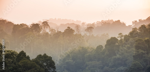 sunrise in the mountains forest