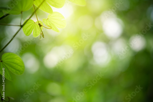 Concept nature view of green leaf on blurred greenery background in garden and sunlight with copy space using as background natural green plants landscape  ecology  fresh wallpaper.