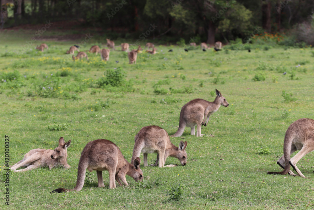 kangaroo and baby